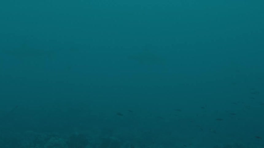Sharks swim underwater near the sea floor during the day