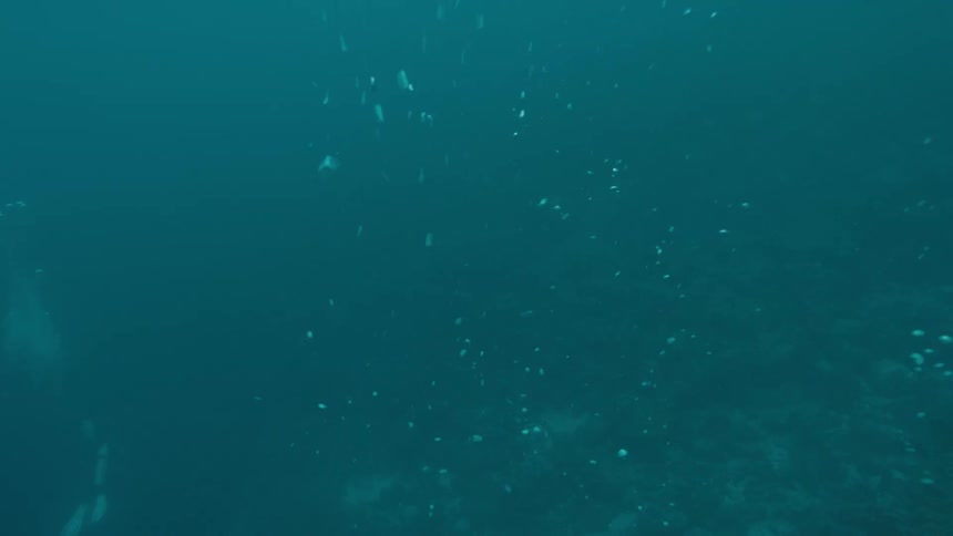 Small shining caps rises through murky water away from seafloor leaving a trail of bubbles