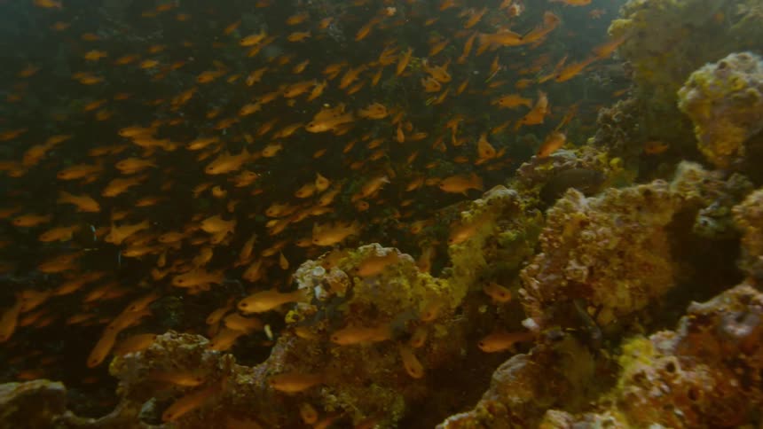 Fish are swimming near a coral reef in the ocean