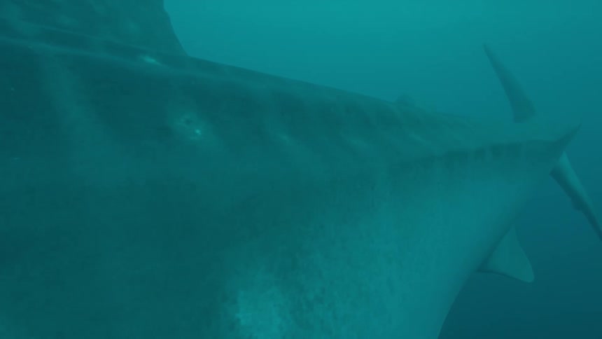 A shark swimming underwater in the ocean