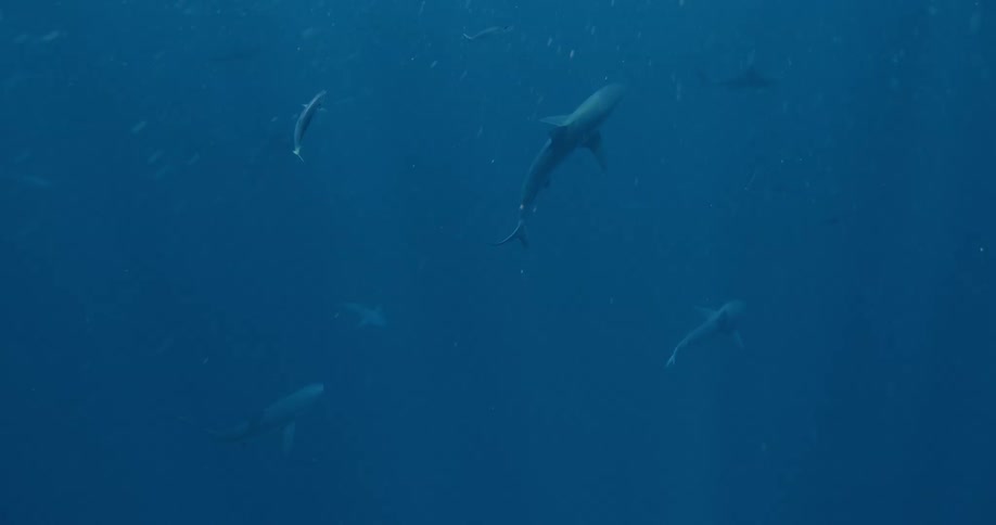 Sharks and fish swim together in the ocean