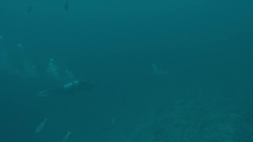 A scuba diver swims through the ocean over a coral reef among fish