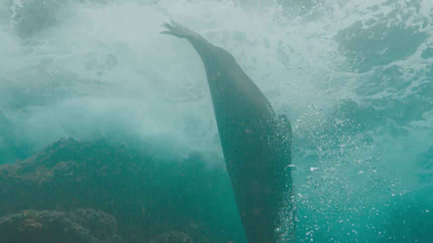 A view of a seal swimming under water