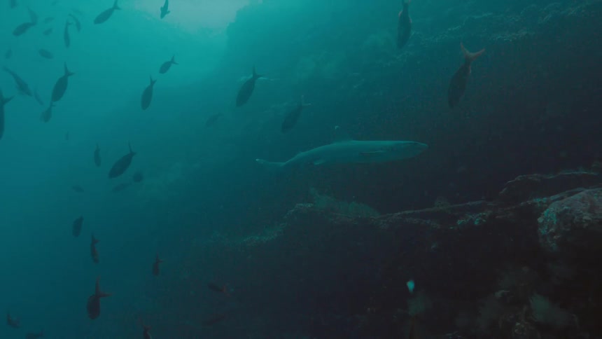 Shark swimming among fishes near a cora reef in the blue murky ocean waters