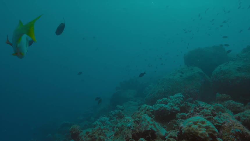 Fish are swimming in the ocean near coral