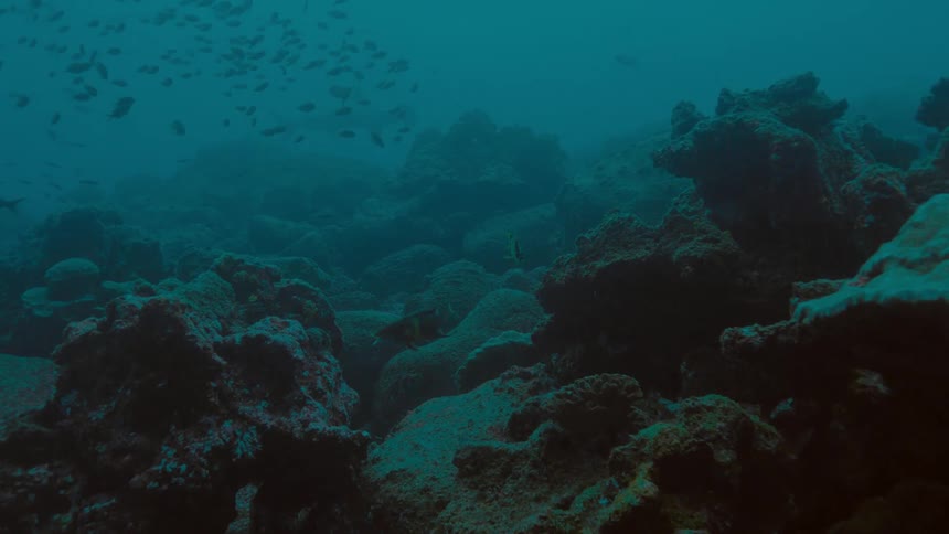 Fishes swimming underwater in the ocean