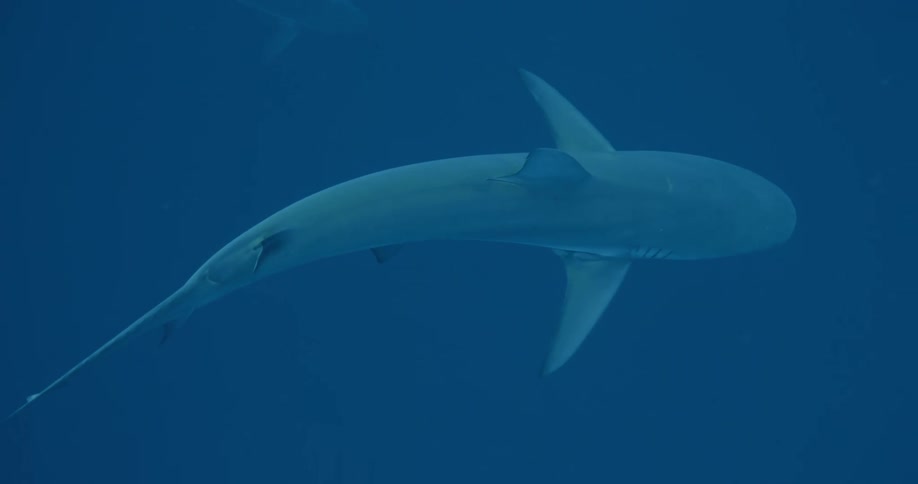 A shark swimming in the ocean