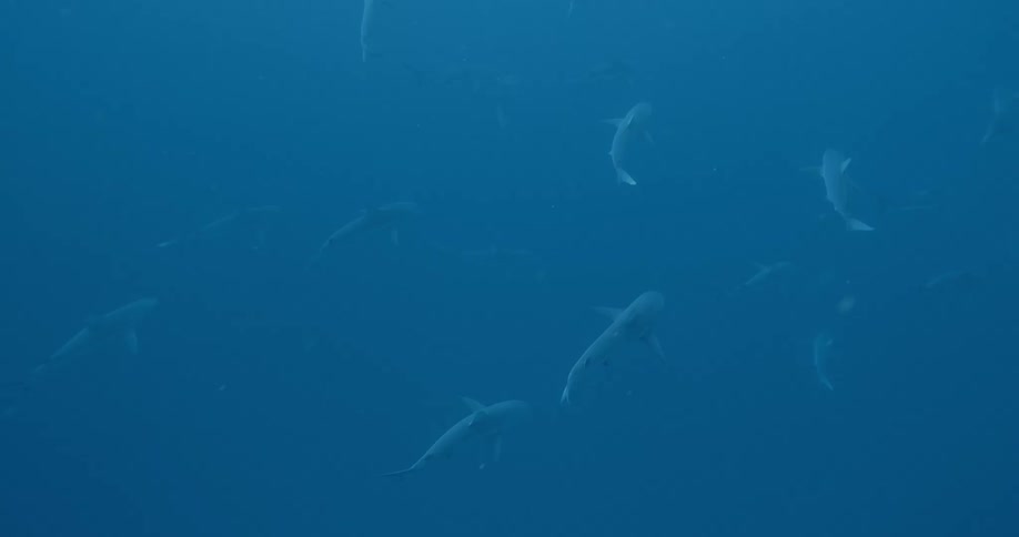 Several sharks swim in group under blue water