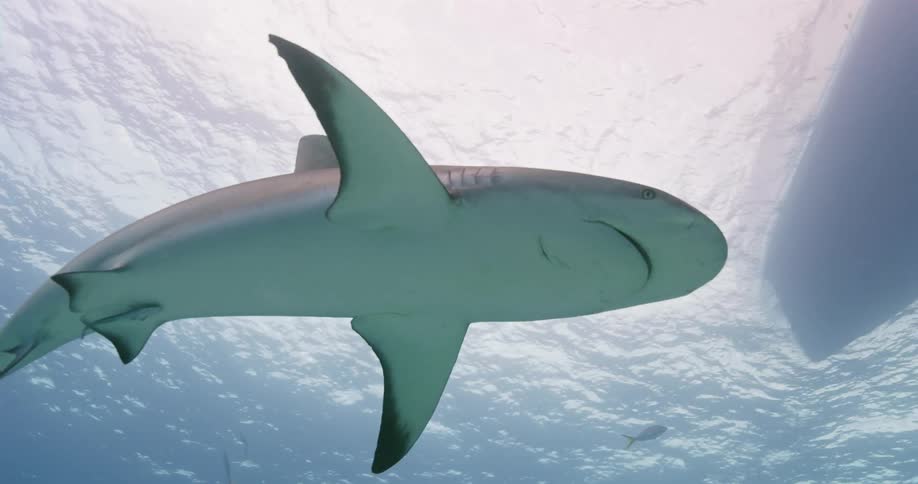 Sharks and sea life swim beneath a ship on a sunny day