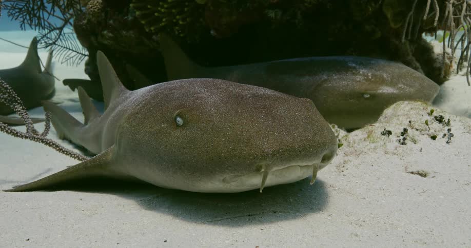Nurse Shark sitting at the bottom of an ocean