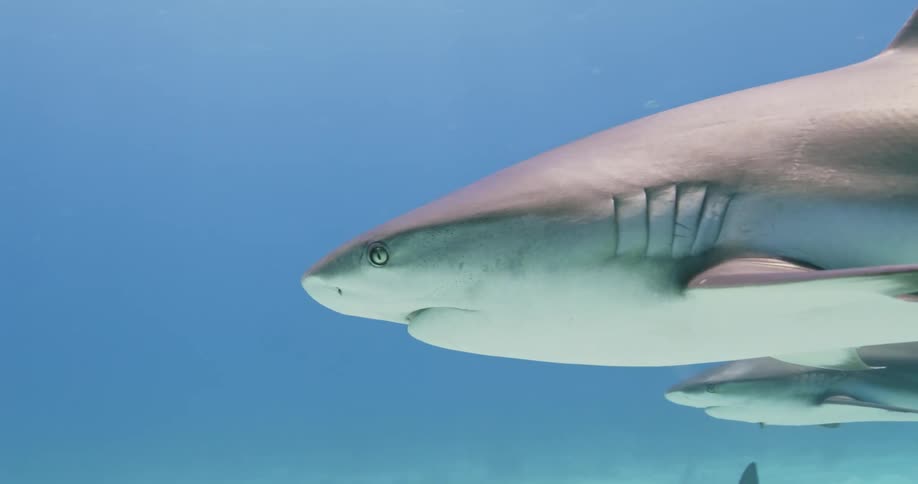 Several sharks swim near the bottom of the ocean