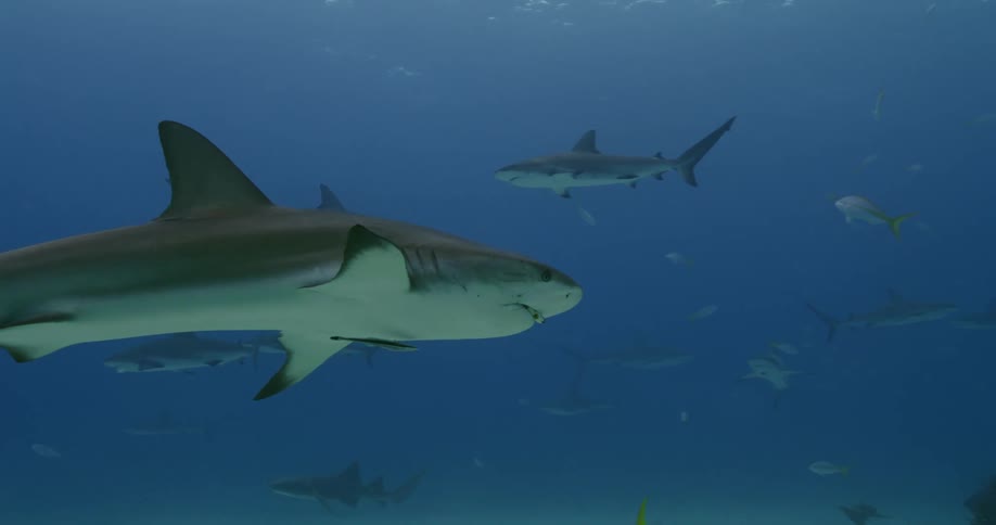 Shark swims with fishing lure in mouth