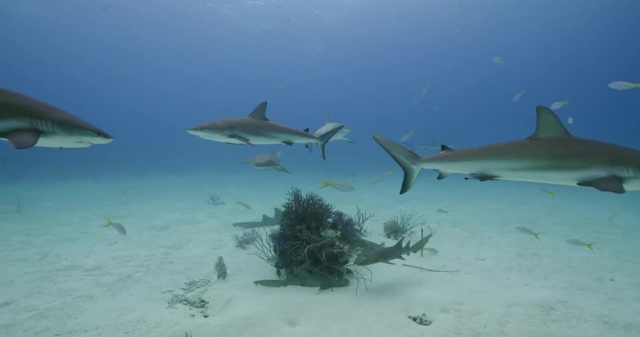 Underwater shot of sharks