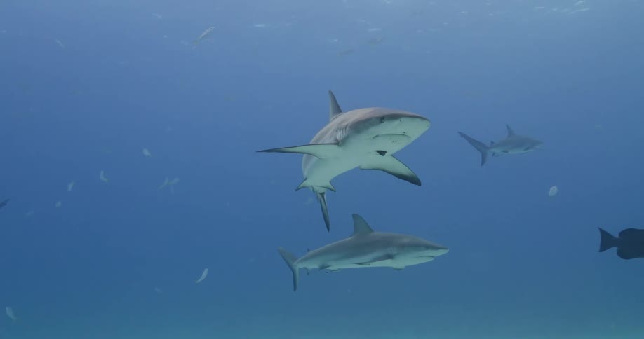 Sharks and fishes swimming underwater in the ocean