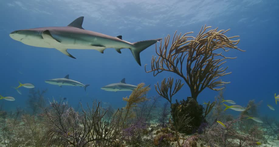 Sharks swim past fish near kelp growing on seafloor as light brightens surface from above