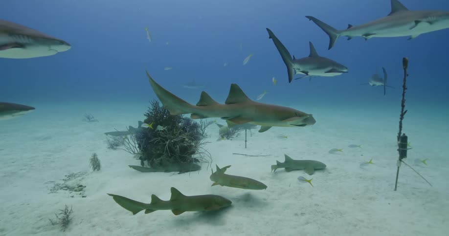 Sharks and fish are swimming at the bottom of the ocean