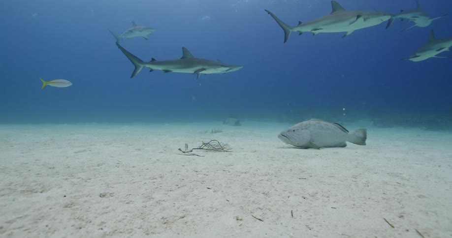 A school of sharks swim over the sand