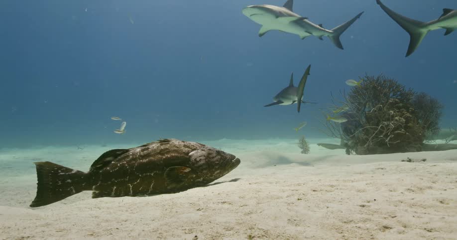 Shark and fish swim near a bush at the bottom of the ocean