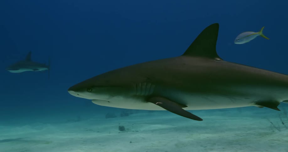 Sharks swimming on the clear blue ocean waters at daytime