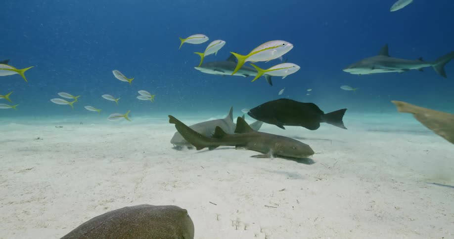 Fish and sharks swim together just above the ocean floor