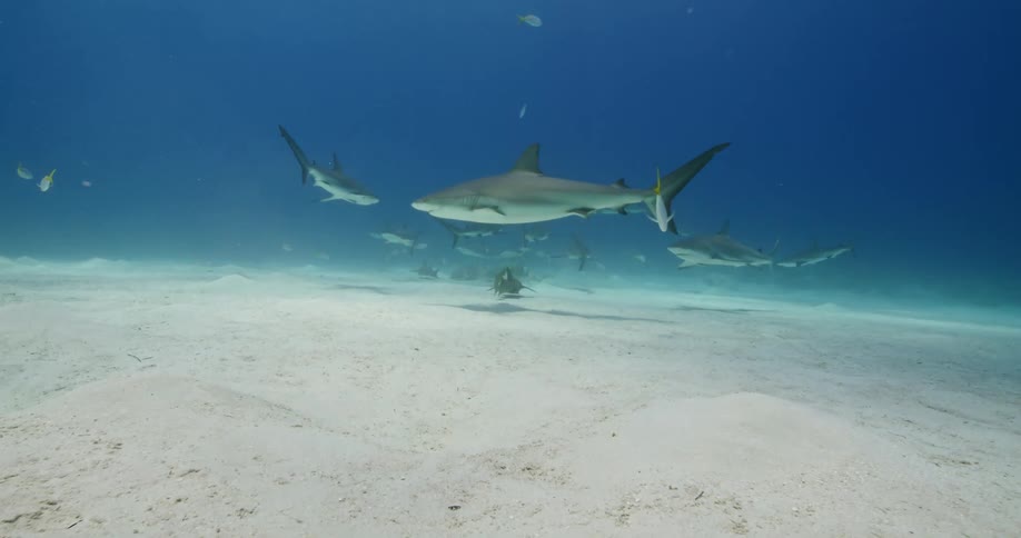 Herd of sharks swimming