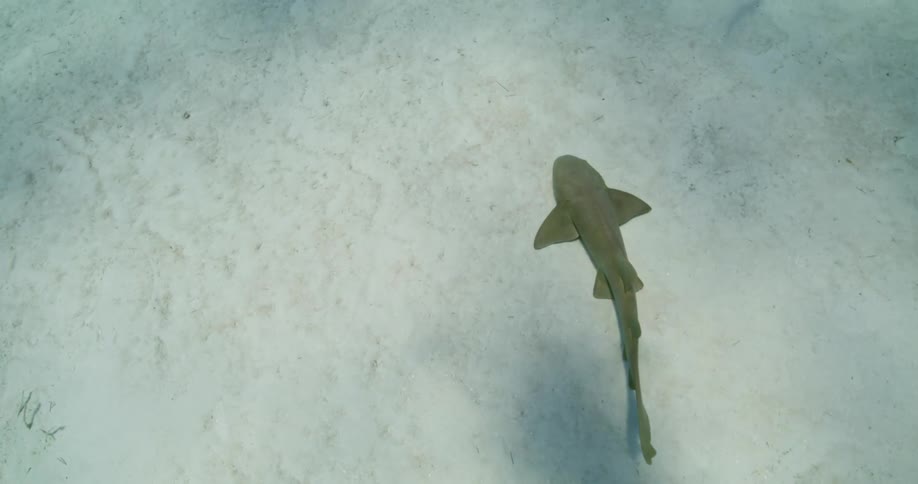 A shark casts a shadow as it swims above the ocean floor in clear water