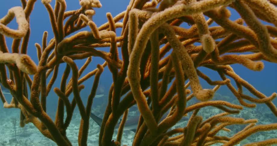A shark swims by as a fish hides in a large piece of coral