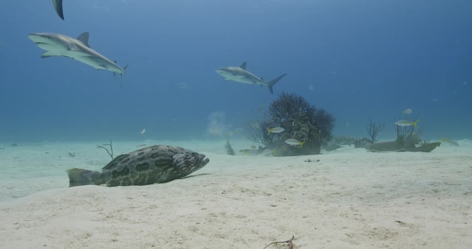 Sharks and fishes swimming underwater in the ocean