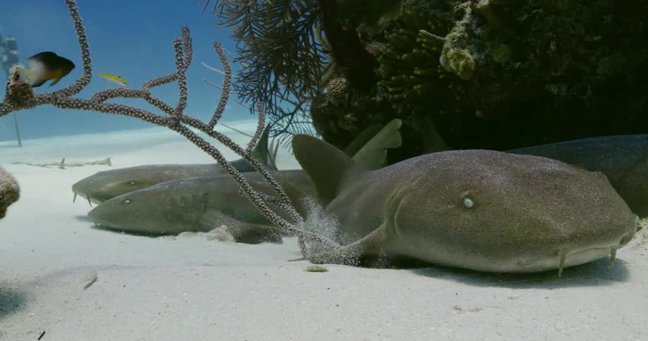 Fish swimming at the base of a coral reef