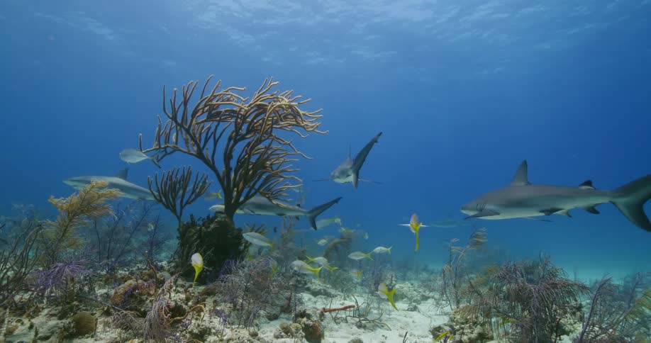 Fish and sharks are swimming at the bottom of the ocean floor
