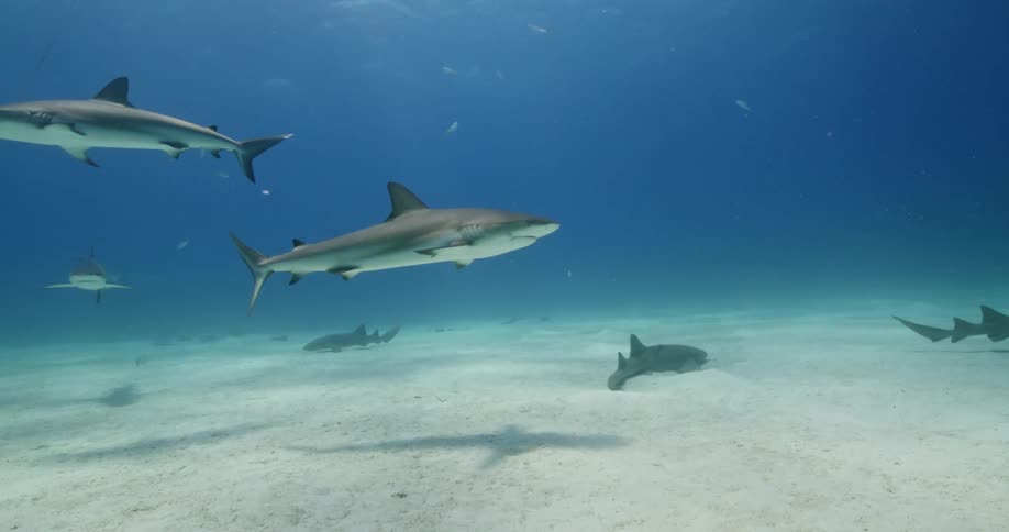 A shark and fishes swimming underwater in the ocean