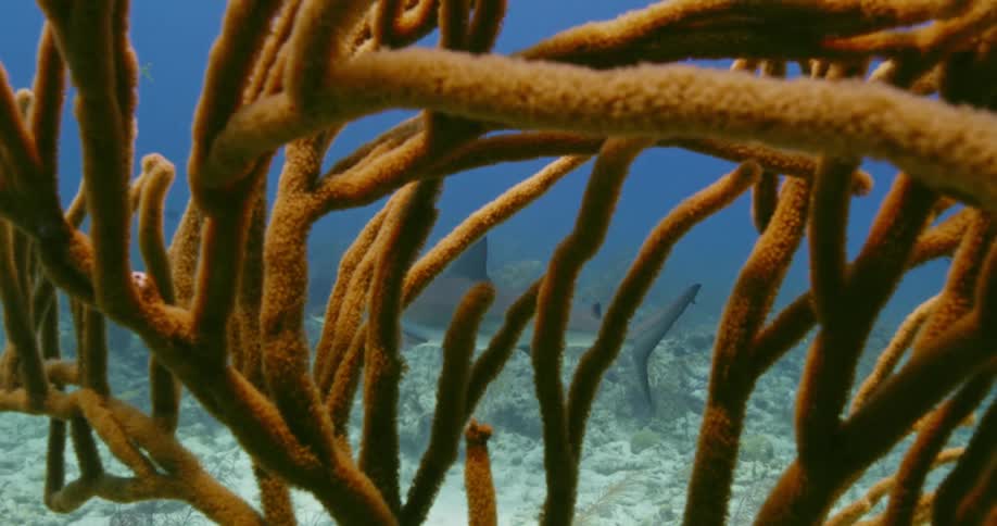 Glimpses of swimming shark show through ocean plant sitting on sandy seafloor