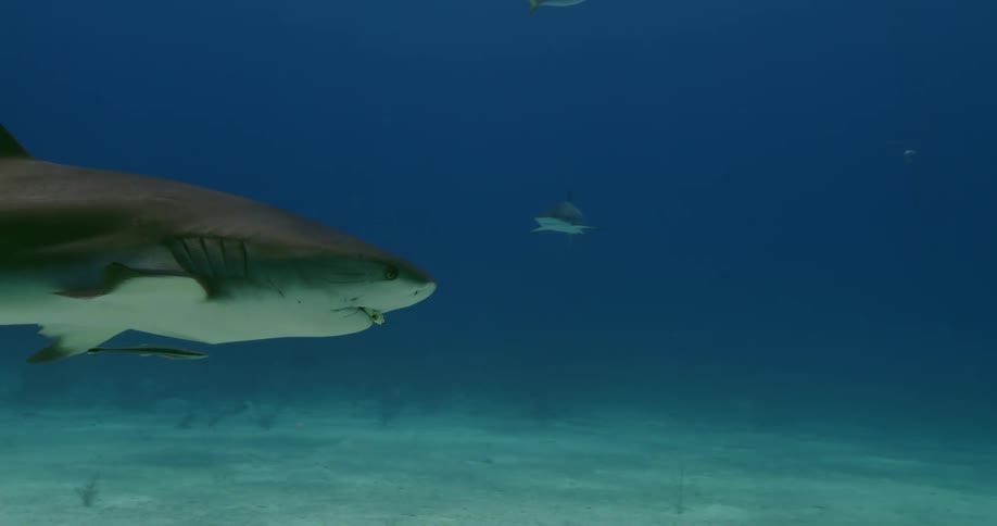 Sharks swim at the bottom of the ocean