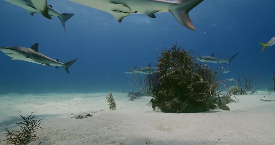 Sharks swimming on the clear blue ocean waters at daytime