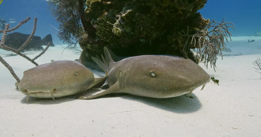 Nurse Shark resting on the white sand at the bottom of the ocean
