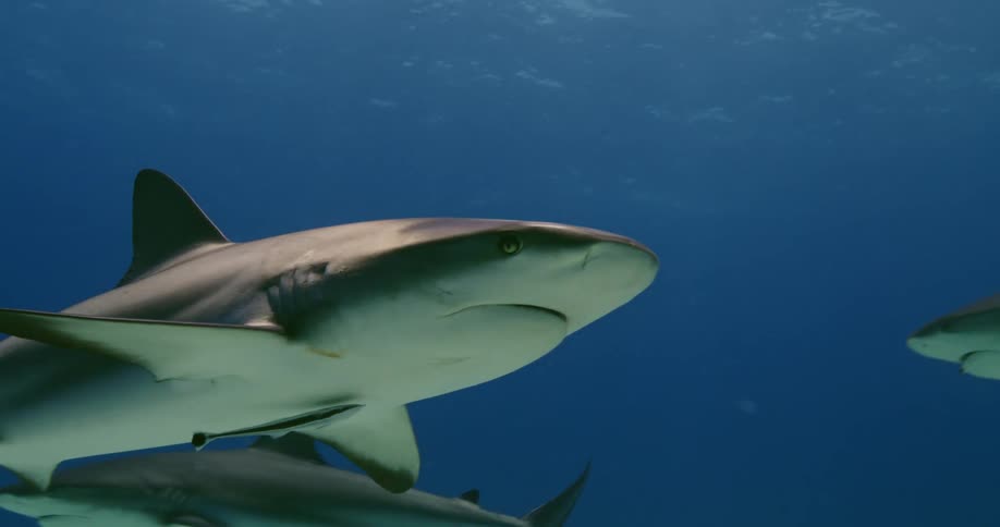 Sharks swimming on the clear blue ocean waters at daytime