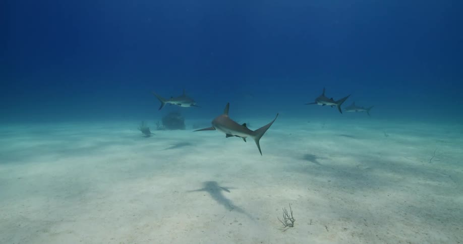 The sharks swim low under the water