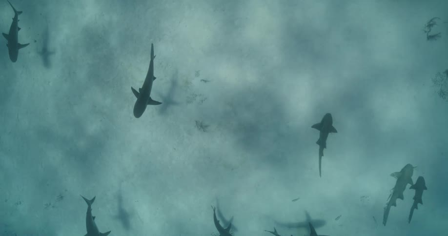 A group of sharks swim in the water