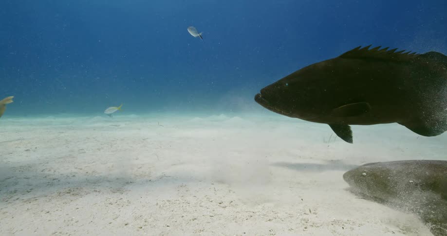 A group of fish swim along the sandy sea floor during the day