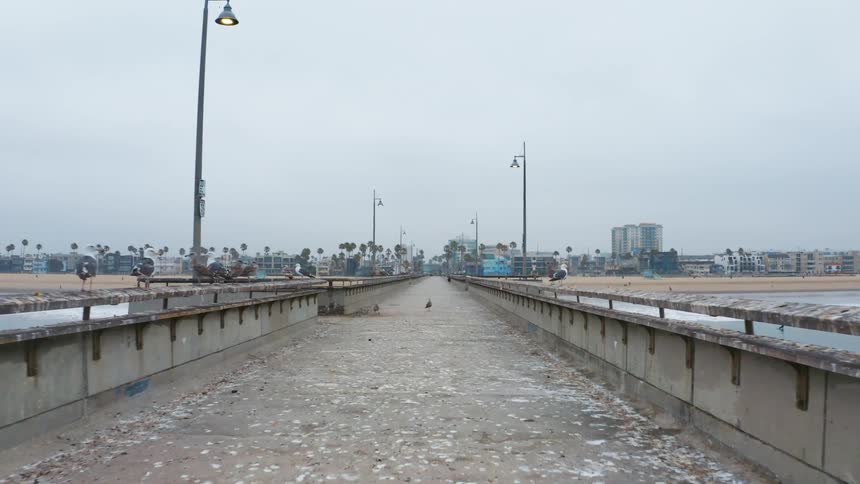 Seagulls on a boardwalk with the city skyline in the distance