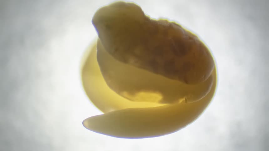 A plant growing from a seed shot under a microscope