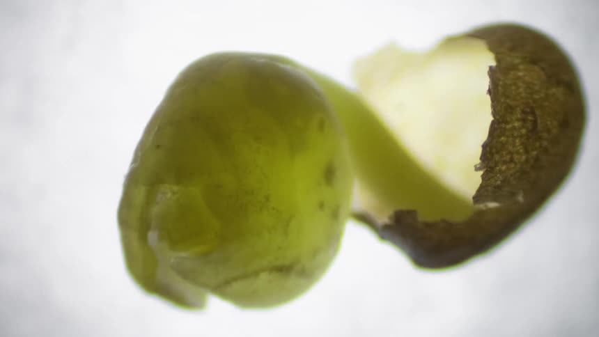 A seed comes to life as a shoot grows towards camera