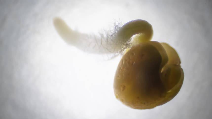 A small seed appears suspended and a single root has protruded from it