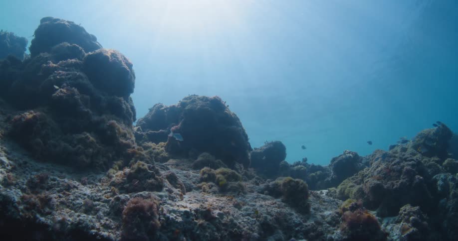 Bright sunlight shines down on fish swimming near coral