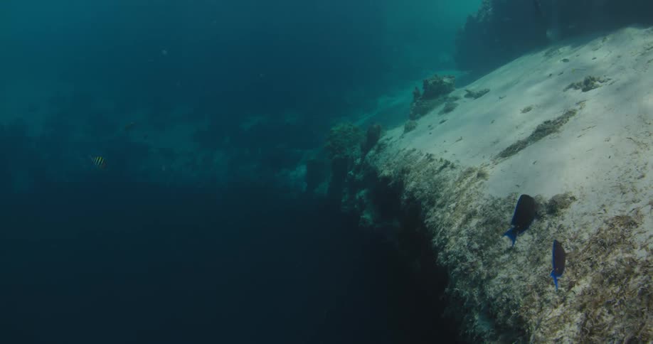 Fishes swimming underwater in the ocean