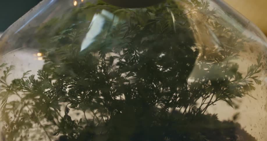 Plant with small leaves sits in rotating terrarium