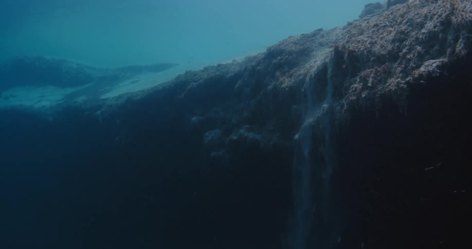 Fishes swimming underwater in the ocean