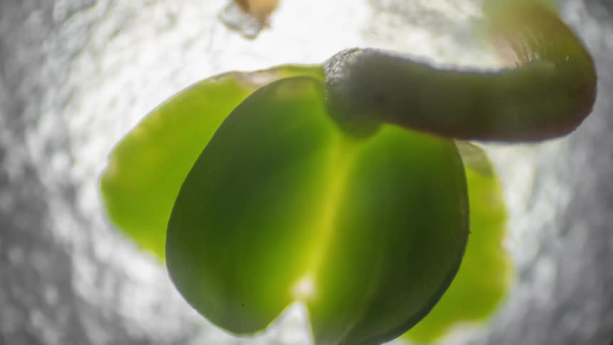 A plant starts to grow from a seed under a microscope