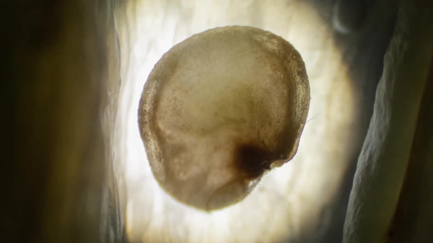A seed dies inside a plant due to lack of water