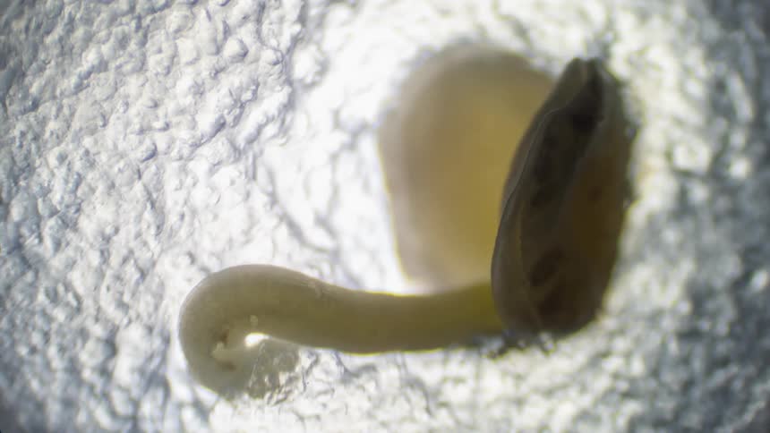 A shoot grows out from a seed, germination